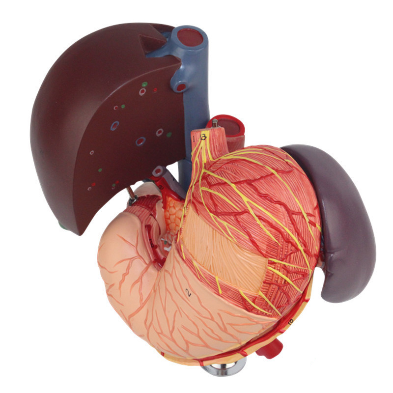 Life size Liver and pancreas Duodenal model Internal structure ...