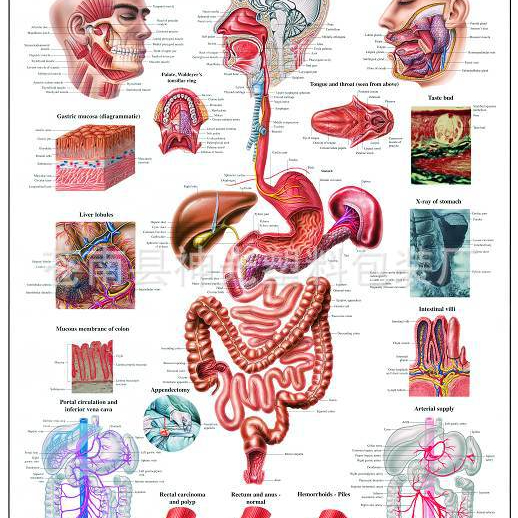 3D Anatomical Wall Map of Digestive System Anatomical chart of human ...