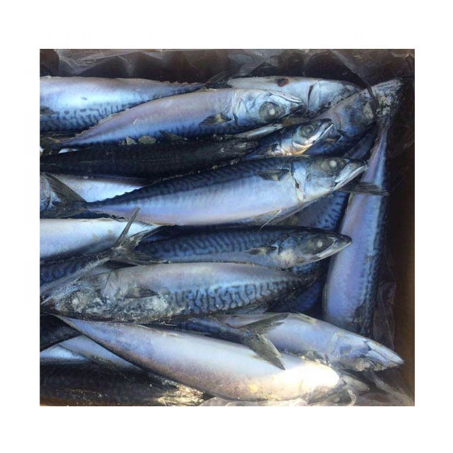 Frozen Pacific Mackerel Whole Maquereau Mackerel Fish 